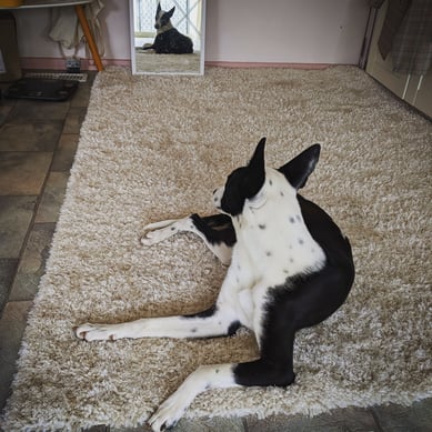 OnFloor_Tile_Carpet